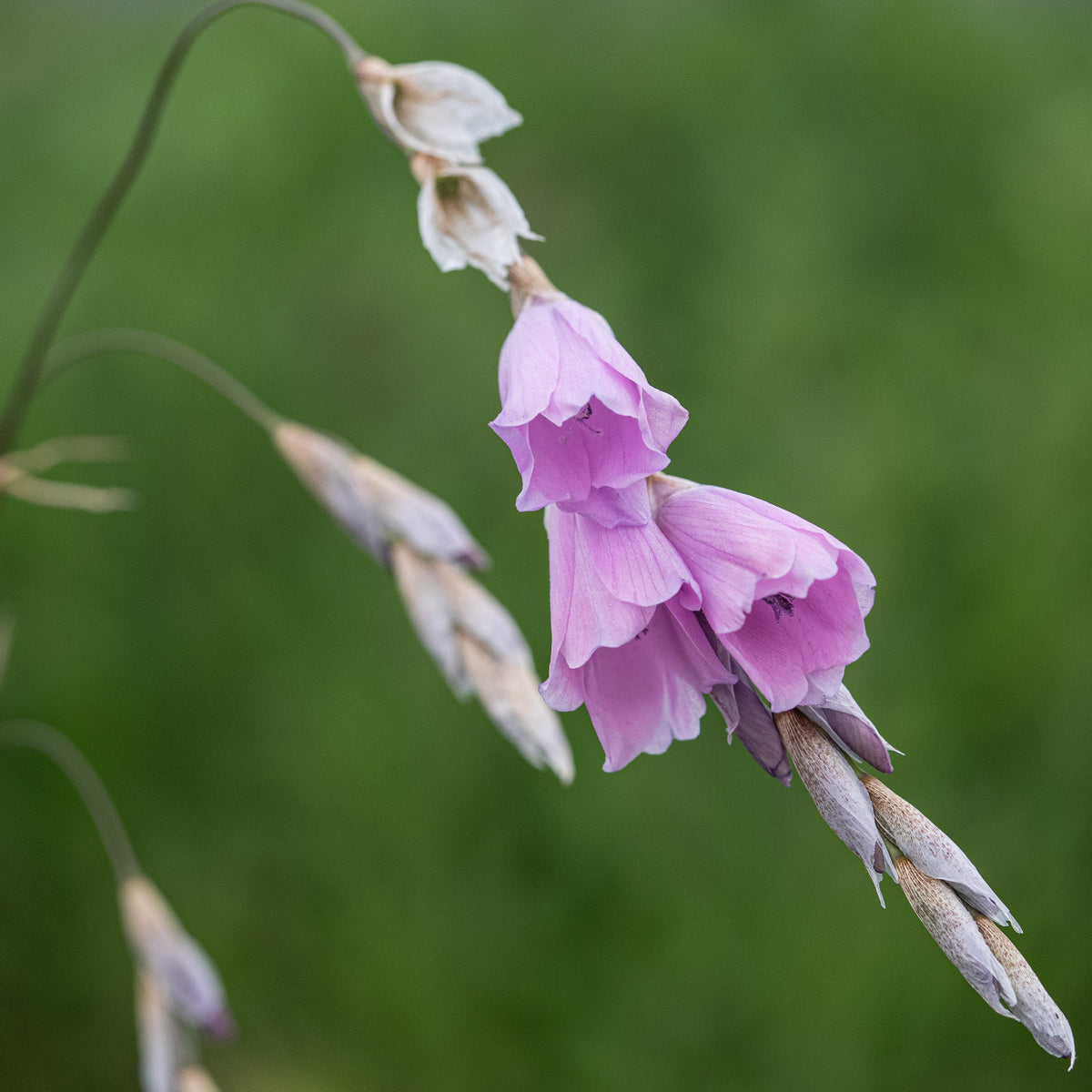 Dierama pulcherrimum - Hardy's Cottage Garden Plants