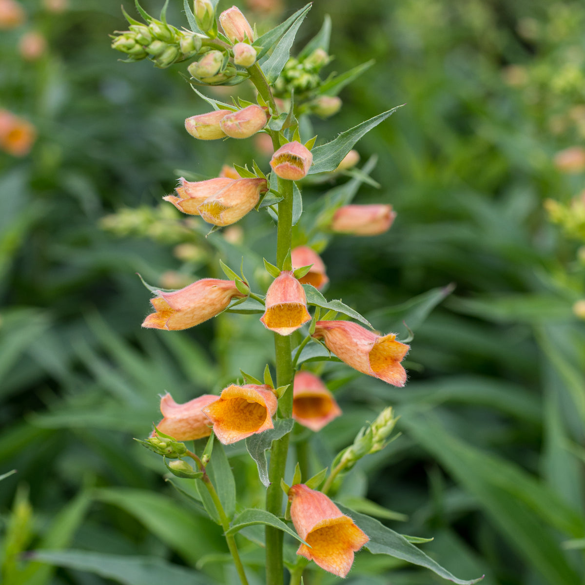 Digitalis Goldcrest ('Waldigone'PBR) - Hardy's Cottage Garden Plants
