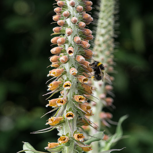 Digitalis parviflora Jacq. - Hardy's Cottage Garden Plants