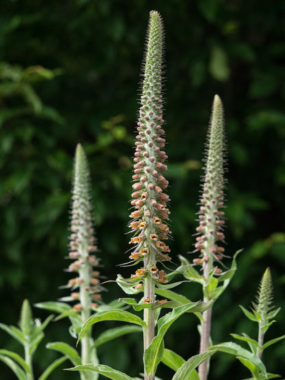 Digitalis parviflora Jacq. - Hardy's Cottage Garden Plants