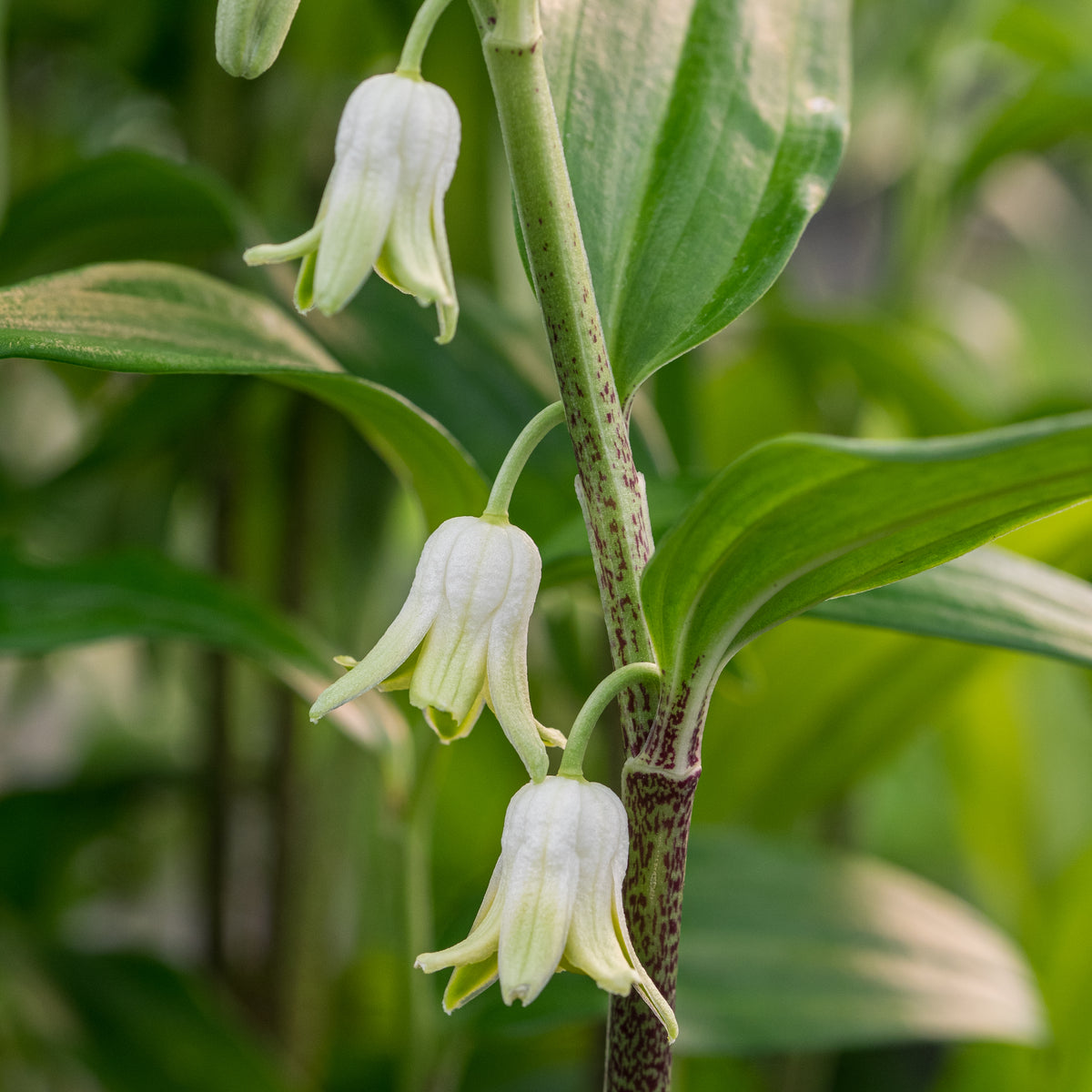 Disporopsis pernyi - Hardy's Cottage Garden Plants