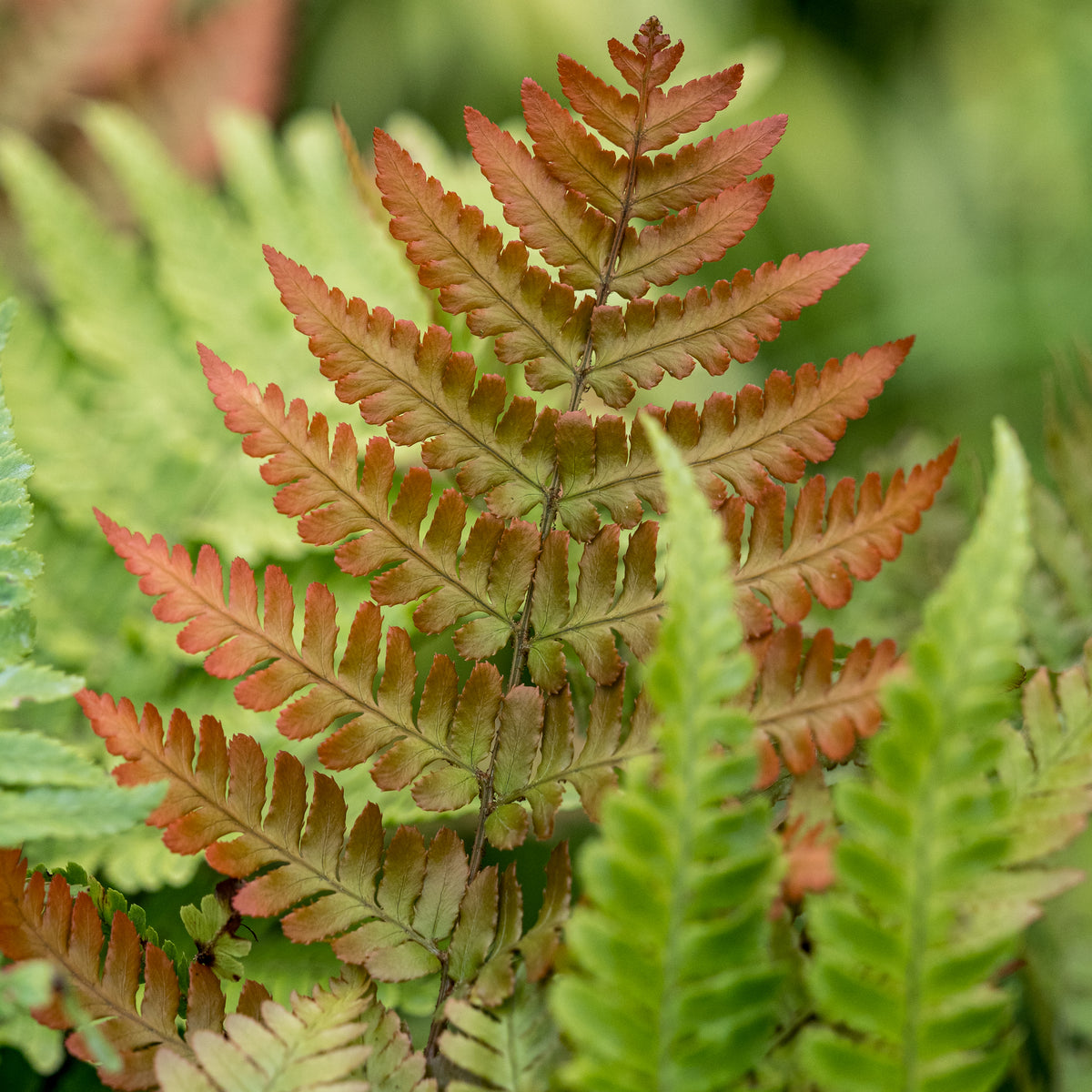 Dryopteris erythrosora - Hardy's Cottage Garden Plants