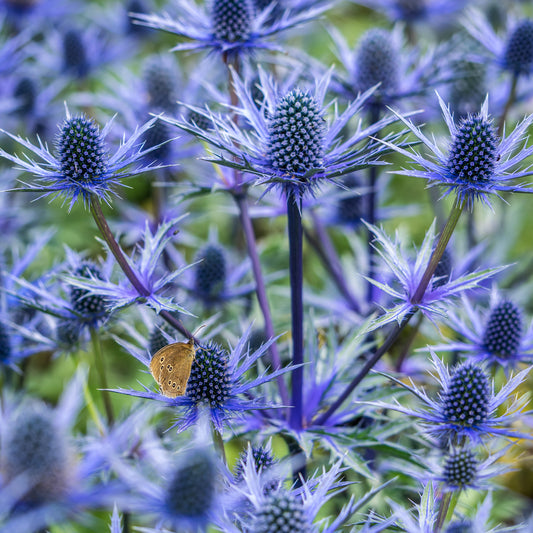 Eryngium × olivierianum Big Blue ( 'Myersblue'PBR) - Hardy's Cottage Garden Plants