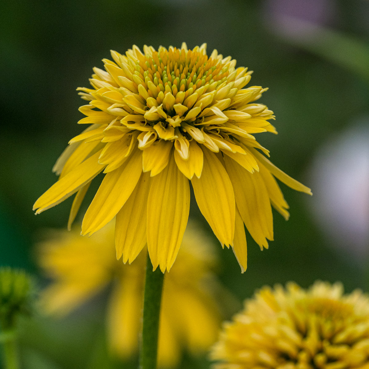 Echinacea 'Eccentric Yellow' ('Noectwo'PBR) (d)' - Hardy's Cottage Garden Plants