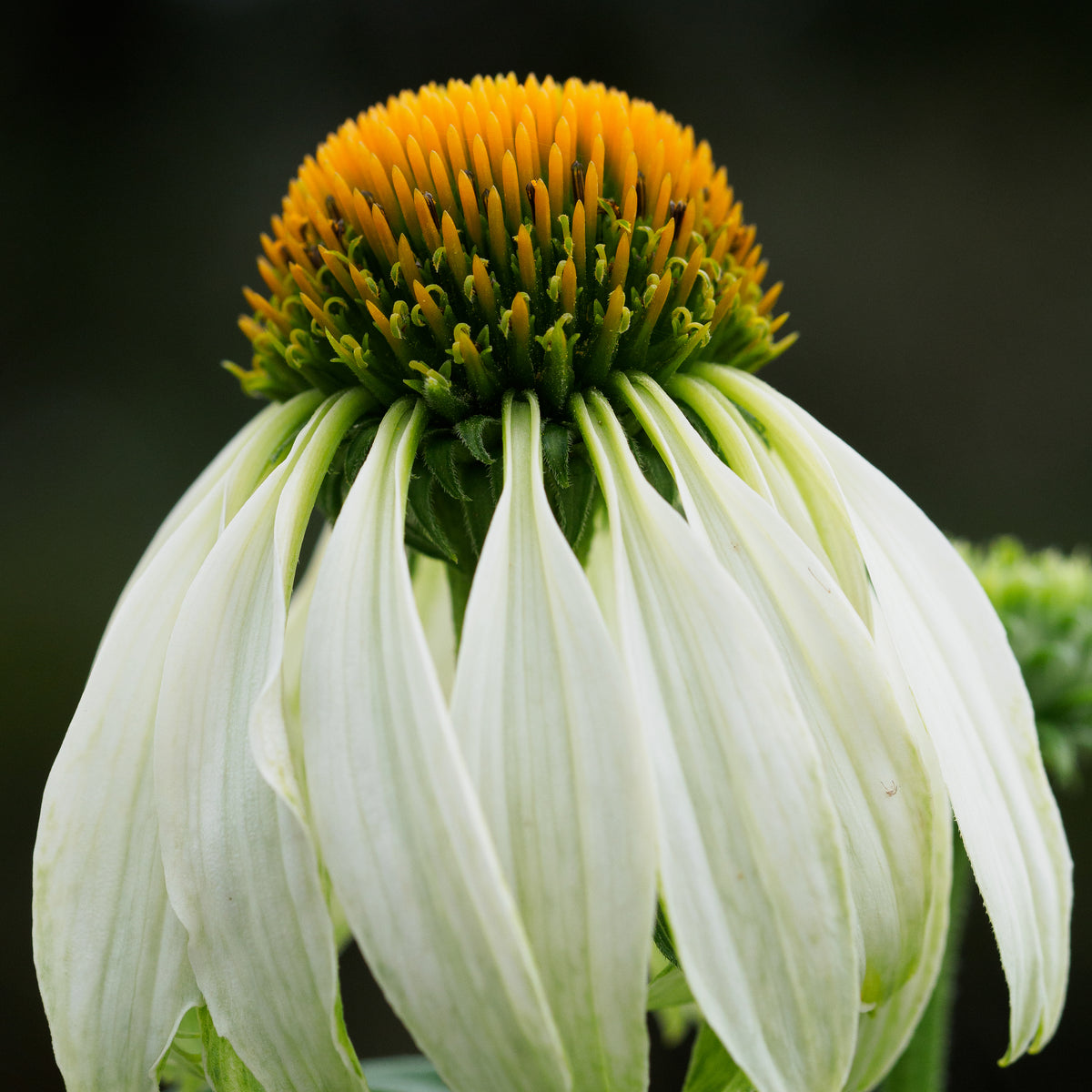 Echinacea purpurea 'White Swan' - Hardy's Cottage Garden Plants