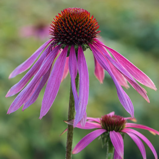 Echinacea purpurea - Hardy's Cottage Garden Plants