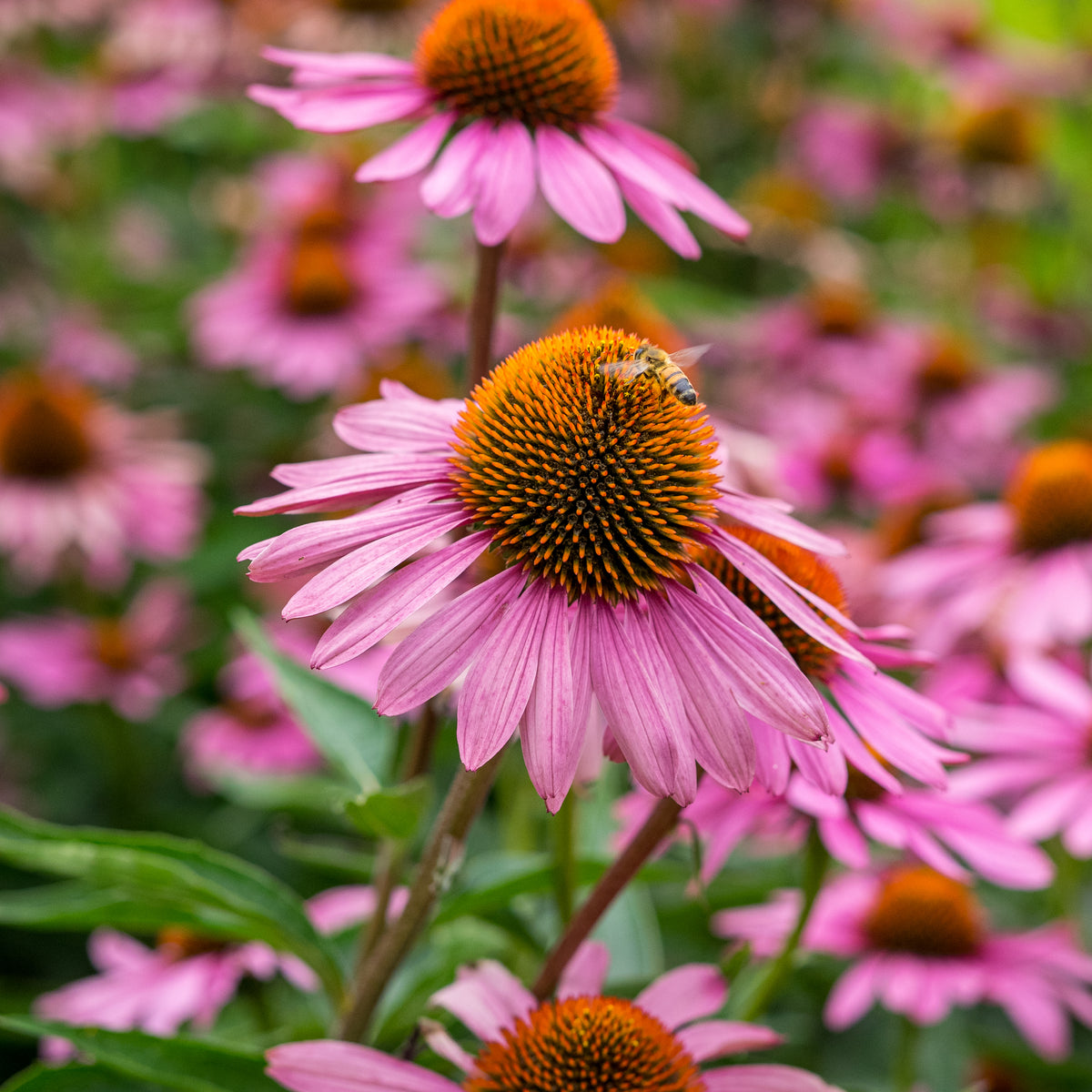 Echinacea 'Magnus' with a bee about to land on the central brown cone — hardy perennials grown peat-free at Hardy's Cottage Garden Plants