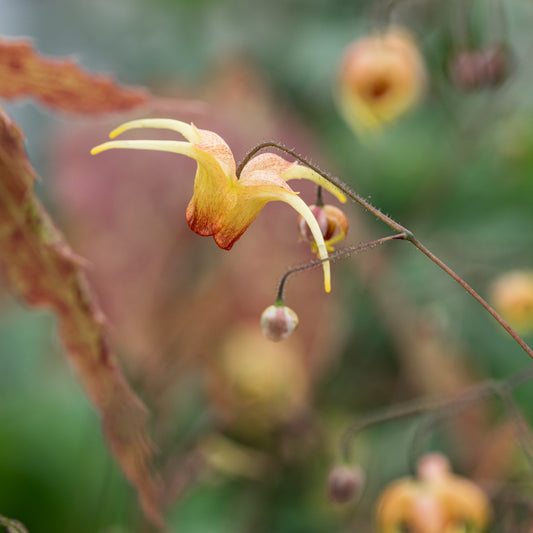 Epimedium 'Amber Queen' - Hardy's Cottage Garden Plants