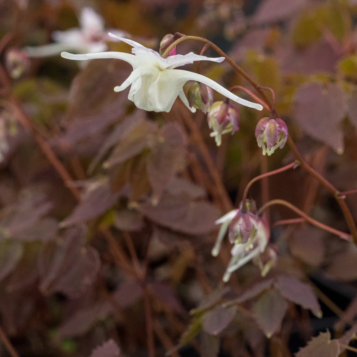 Epimedium grandiflorum - Hardy's Cottage Garden Plants