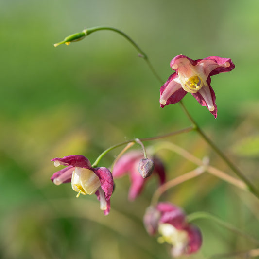 Epimedium x rubrum - Hardy's Cottage Garden Plants