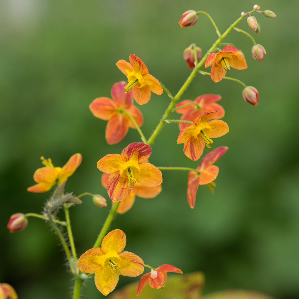 Epimedium x warleyense 'Orangekonigin' - Hardy's Cottage Garden Plants