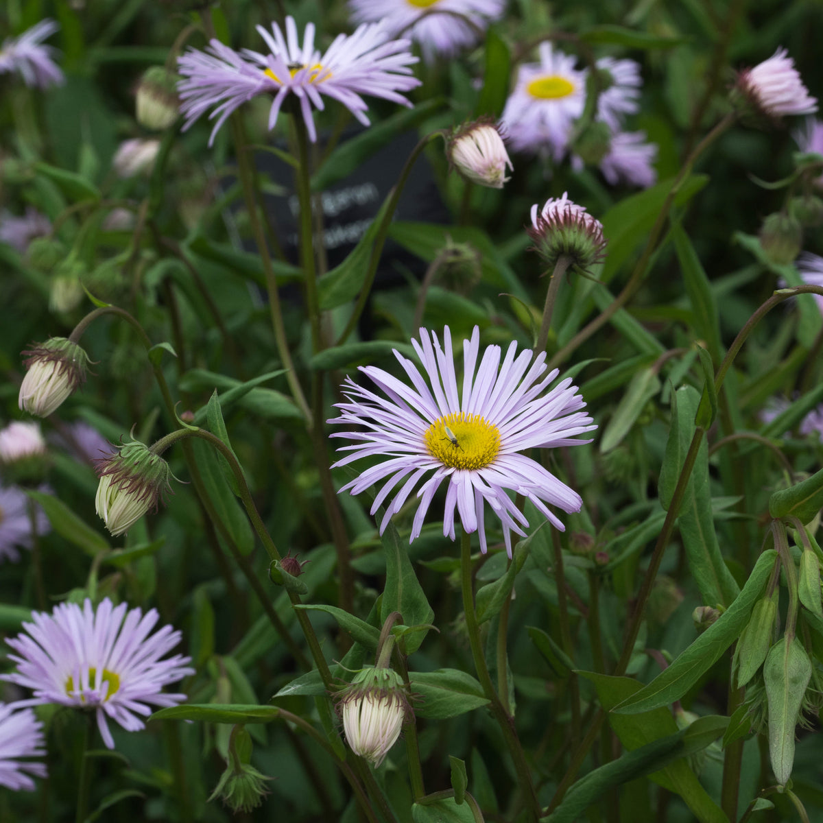 Erigeron 'Quakeress' - Hardy's Cottage Garden Plants