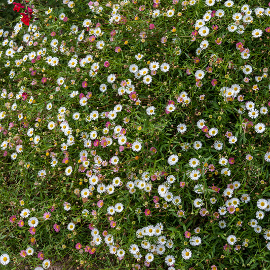 Erigeron karvinskianus - Hardy's Cottage Garden Plants