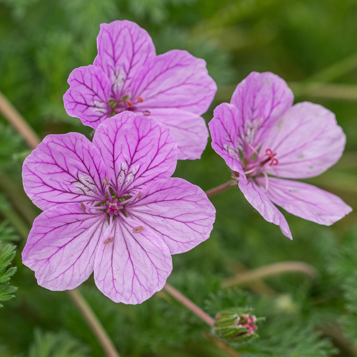 Erodium 'County Park' - Hardy's Cottage Garden Plants