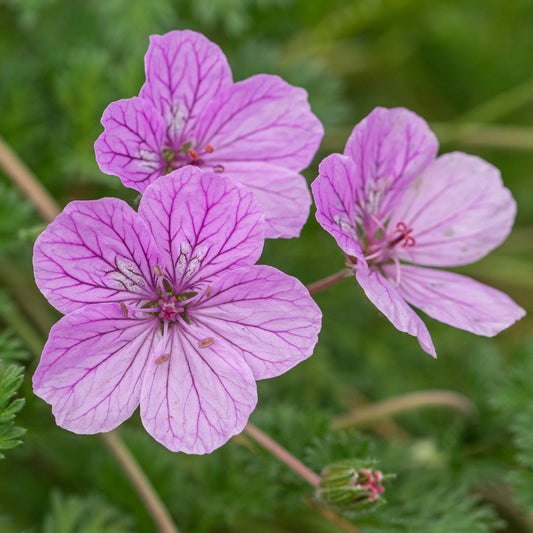 Erodium 'County Park' - Hardy's Cottage Garden Plants
