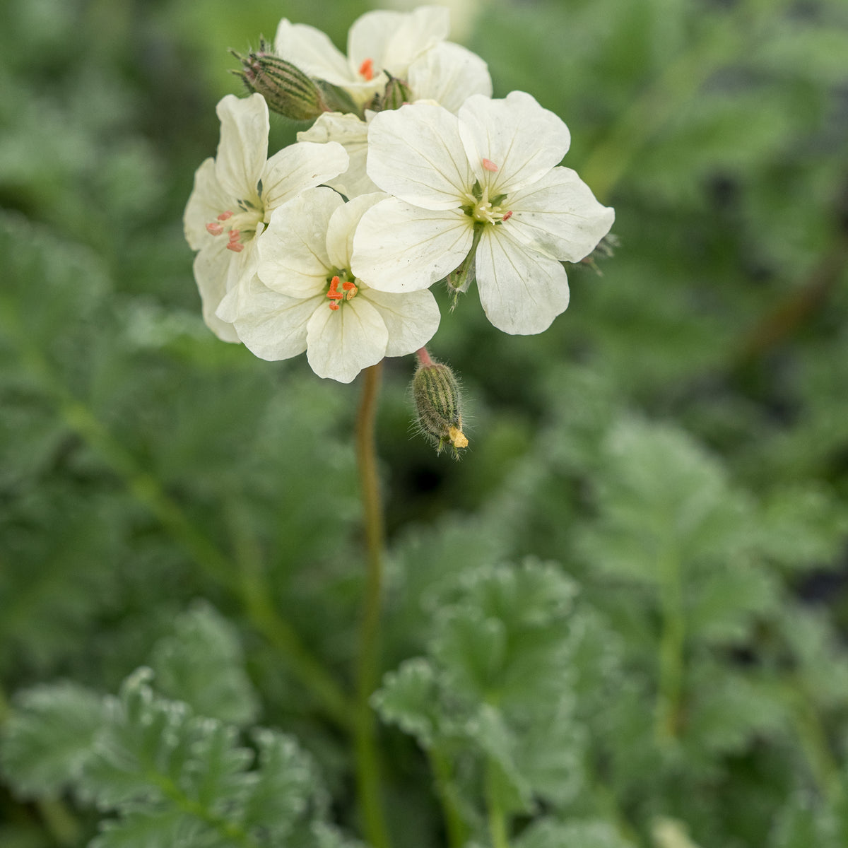 Erodium chrysanthum - Hardy's Cottage Garden Plants