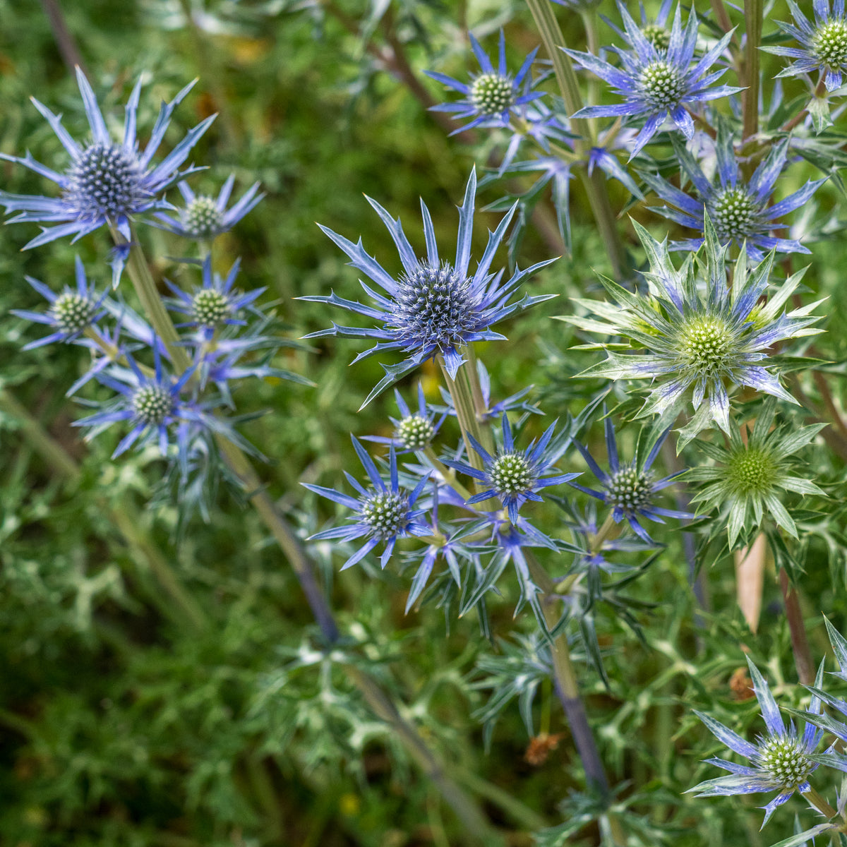 Eryngium bourgatii Picos Amethyst ('Mackpam'PBR) - Hardy's Cottage Garden Plants