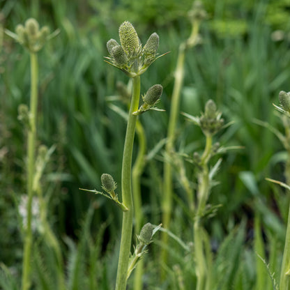 Eryngium agavifolium - Hardy's Cottage Garden Plants