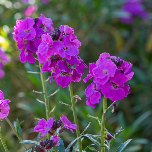 Erysimum 'Winter Joy' - Hardy's Cottage Garden Plants