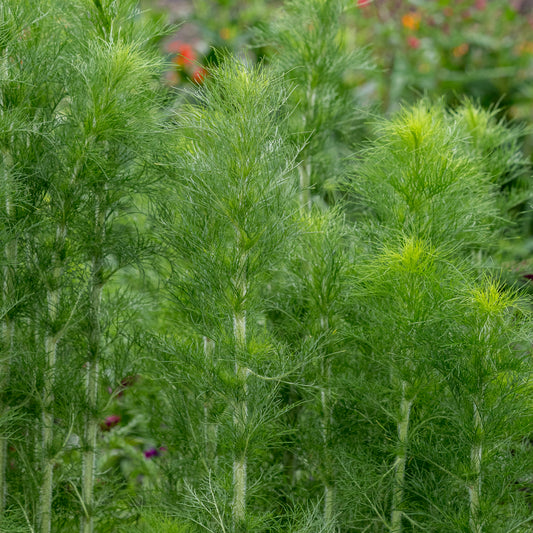 Eupatorium capillifolium - Hardy's Cottage Garden Plants