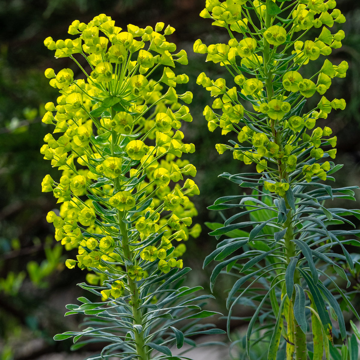 Euphorbia characias subsp. wulfenii - Hardy's Cottage Garden Plants