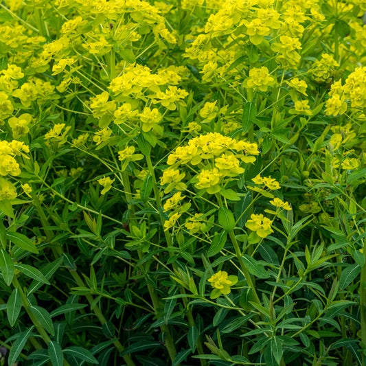Euphorbia palustris - Hardy's Cottage Garden Plants