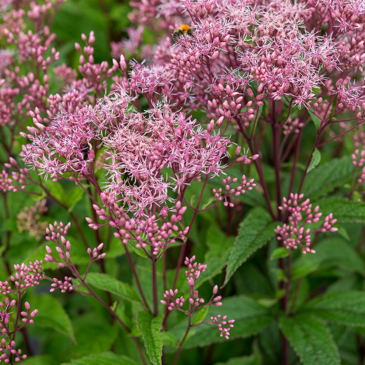 Eutrochium purpureum 'Baby Joe'PBR - Hardy's Cottage Garden Plants
