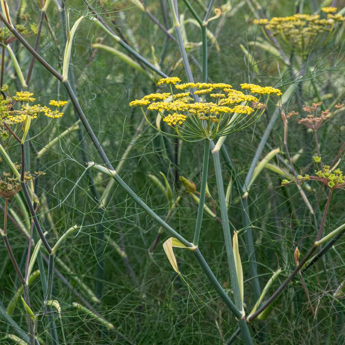 Foeniculum vulgare 'Purpureum' - Hardy's Cottage Garden Plants