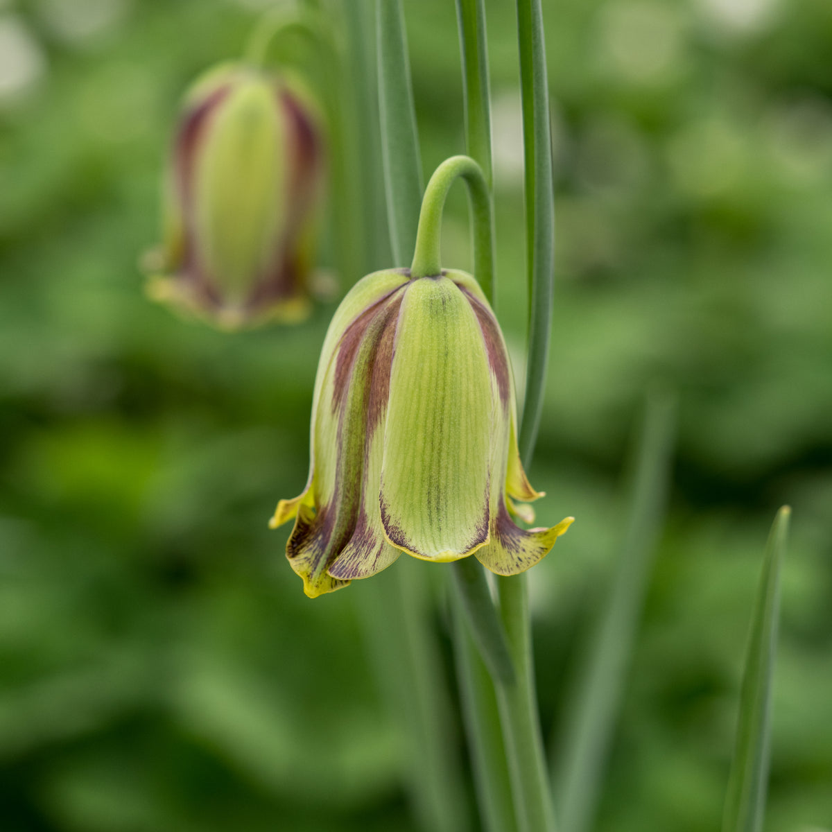 Fritillaria acmopetala - Hardy's Cottage Garden Plants