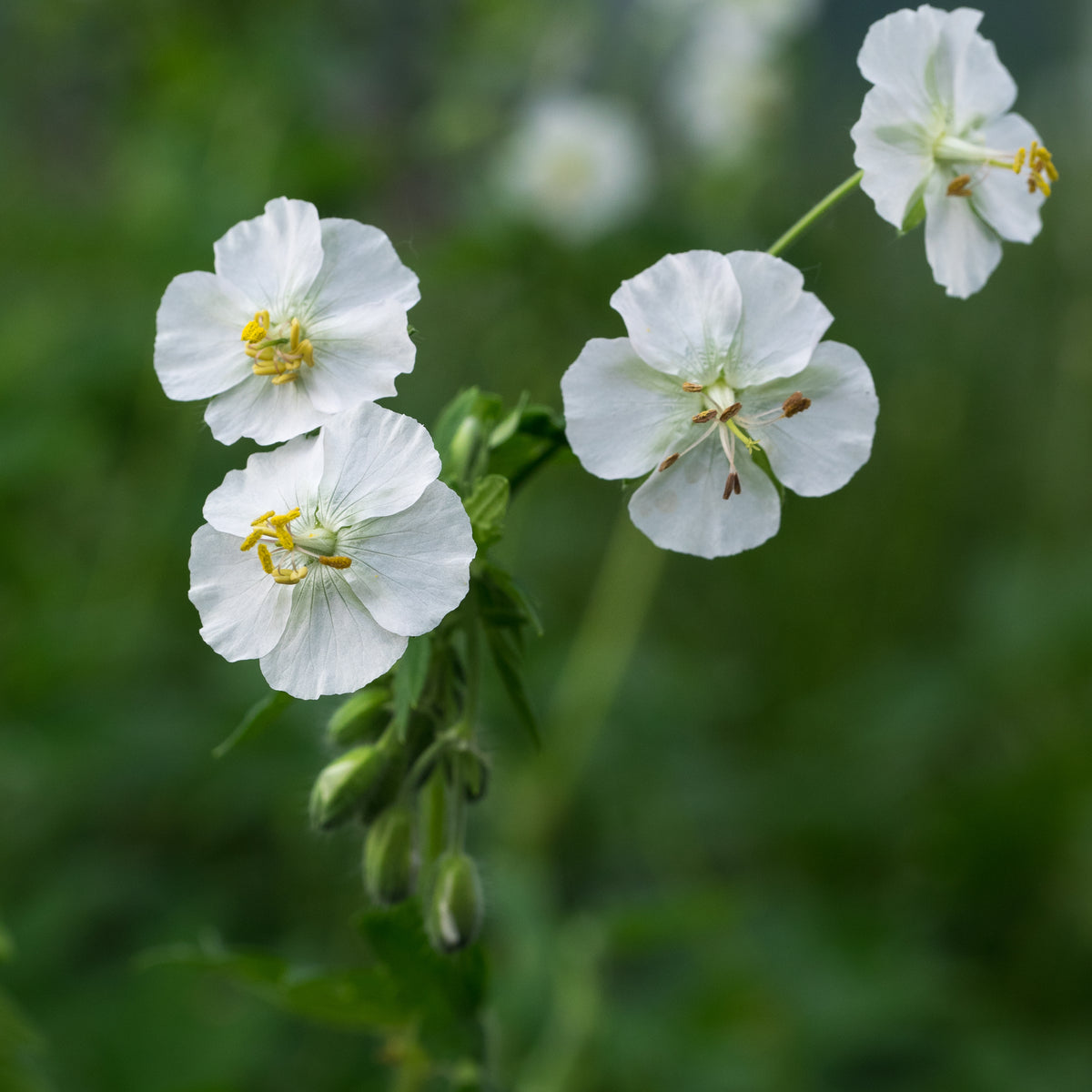 Geranium phaeum 'Album' - Hardy's Cottage Garden Plants