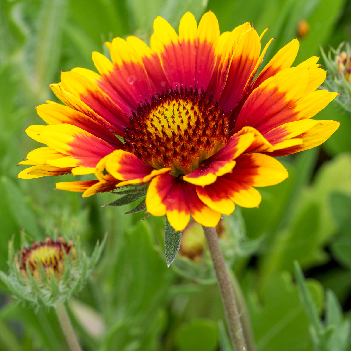 Gaillardia × grandiflora 'Kobold' - Hardy's Cottage Garden Plants