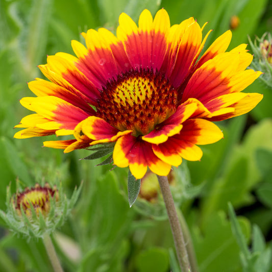 Gaillardia × grandiflora 'Kobold' - Hardy's Cottage Garden Plants