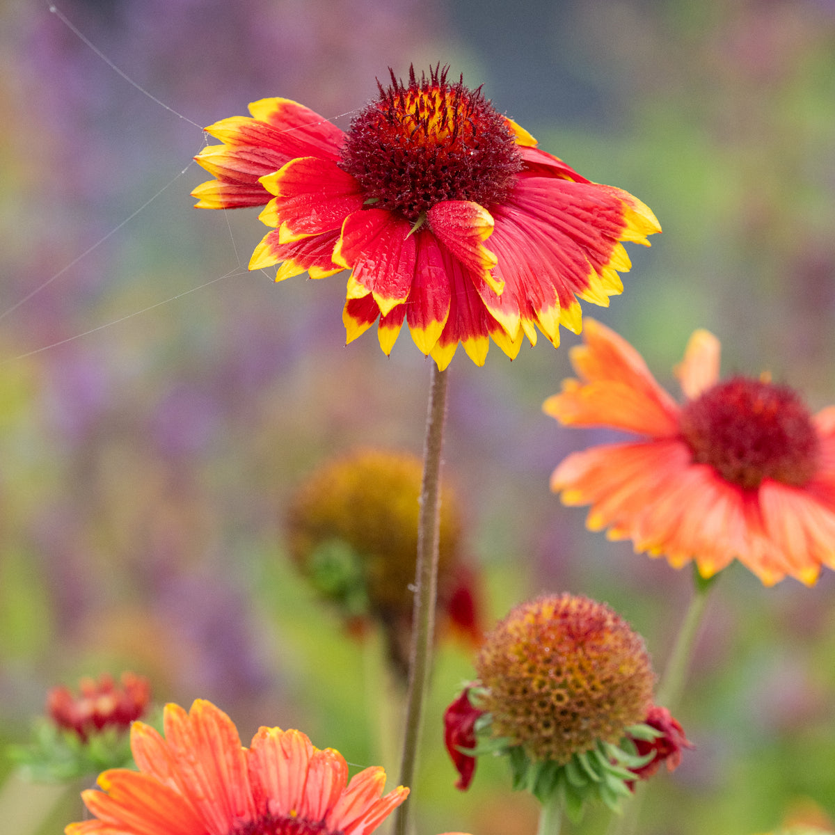 Gaillardia × grandiflora 'Dazzler' - Hardy's Cottage Garden Plants