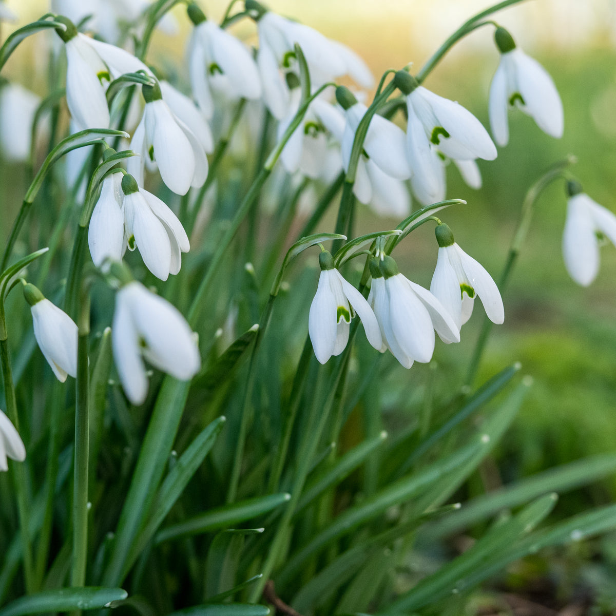 Galanthus nivalis - Hardy's Cottage Garden Plants