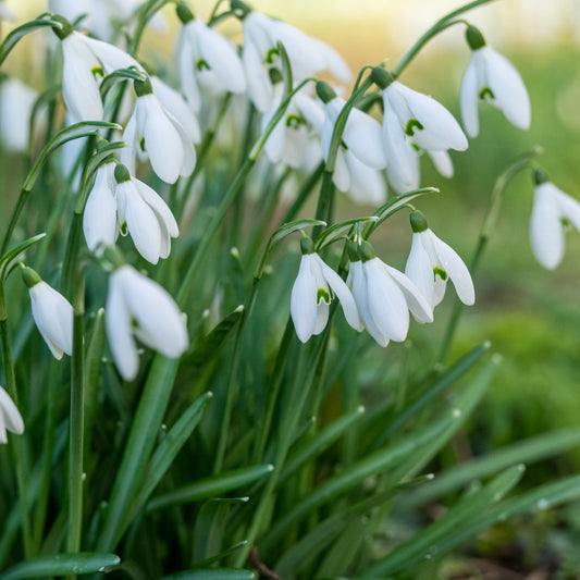 Galanthus nivalis - Hardy's Cottage Garden Plants
