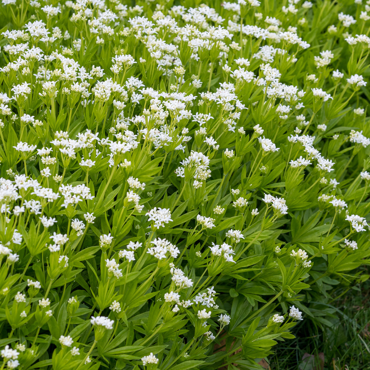 Galium odoratum - Hardy's Cottage Garden Plants