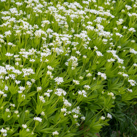 Galium odoratum - Hardy's Cottage Garden Plants
