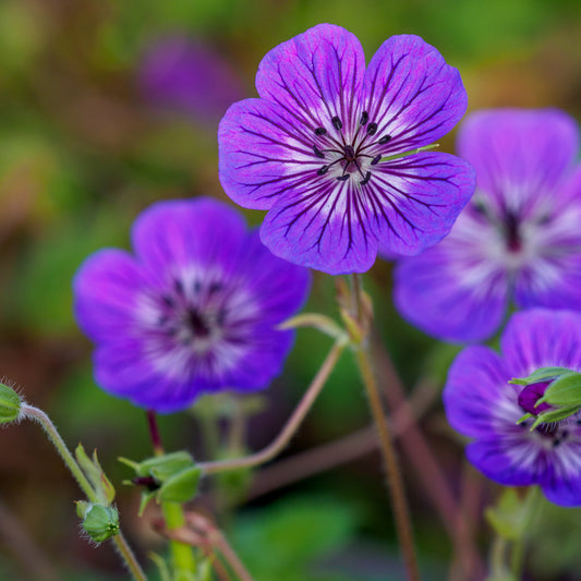 Geranium wallichianum 'Mary Anne' - Hardy's Cottage Garden Plants