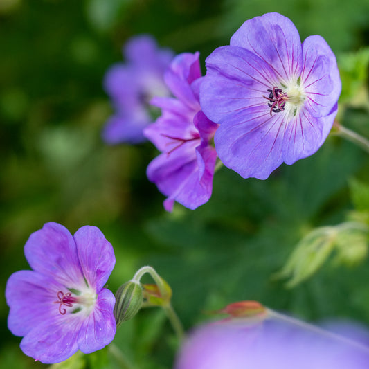 Geranium 'Rozanne' (Gerwat'PBR) - Hardy's Cottage Garden Plants