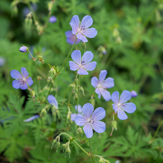 Geranium 'Blue Cloud' - Hardy's Cottage Garden Plants