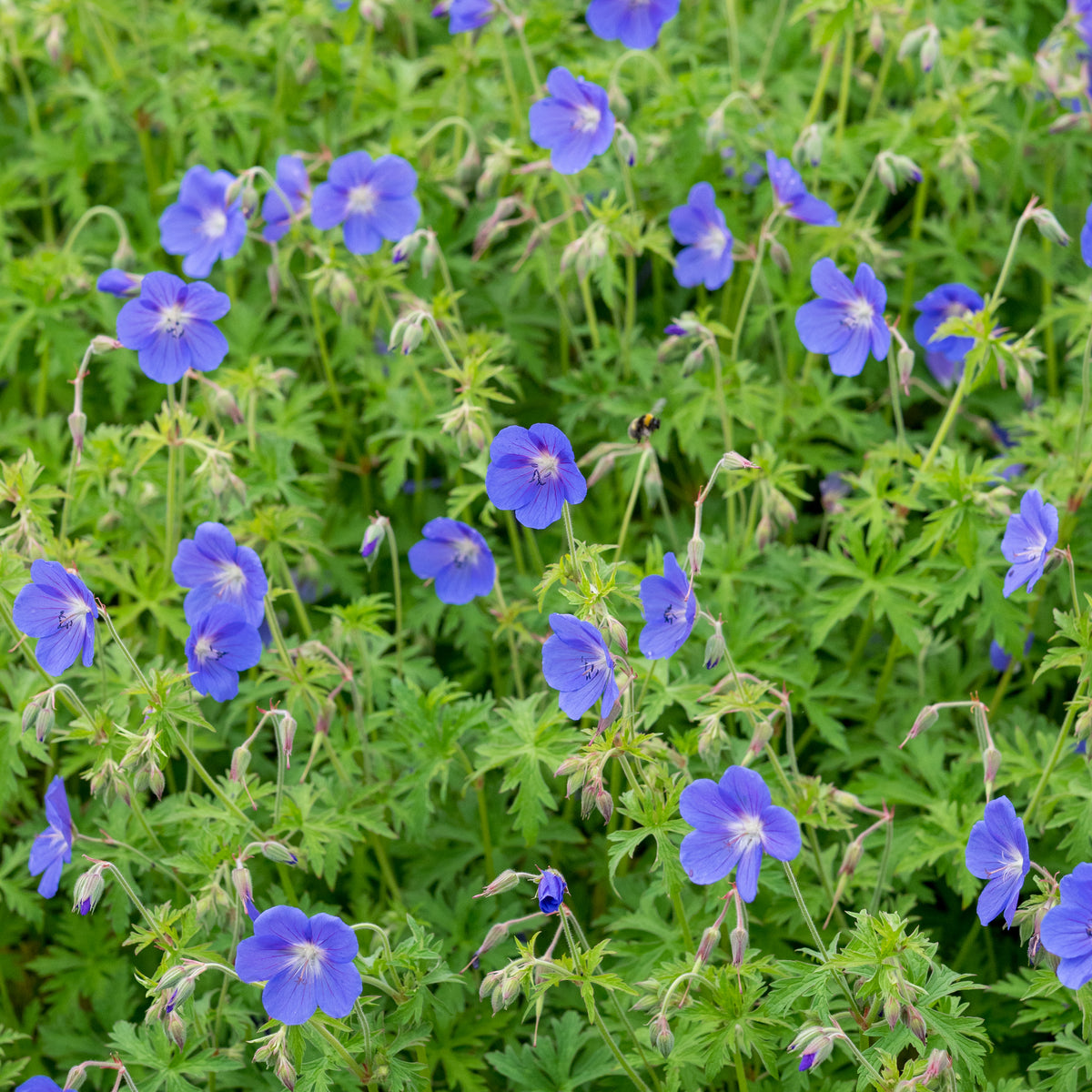 Geranium 'Brookside' - Hardy's Cottage Garden Plants