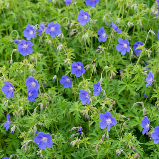 Geranium 'Brookside' - Hardy's Cottage Garden Plants