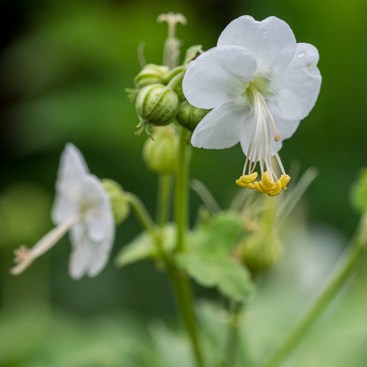 Geranium macrorrhizum 'White-Ness' - Hardy's Cottage Garden Plants