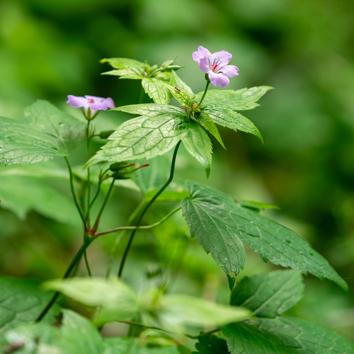 Geranium nodosum - Hardy's Cottage Garden Plants