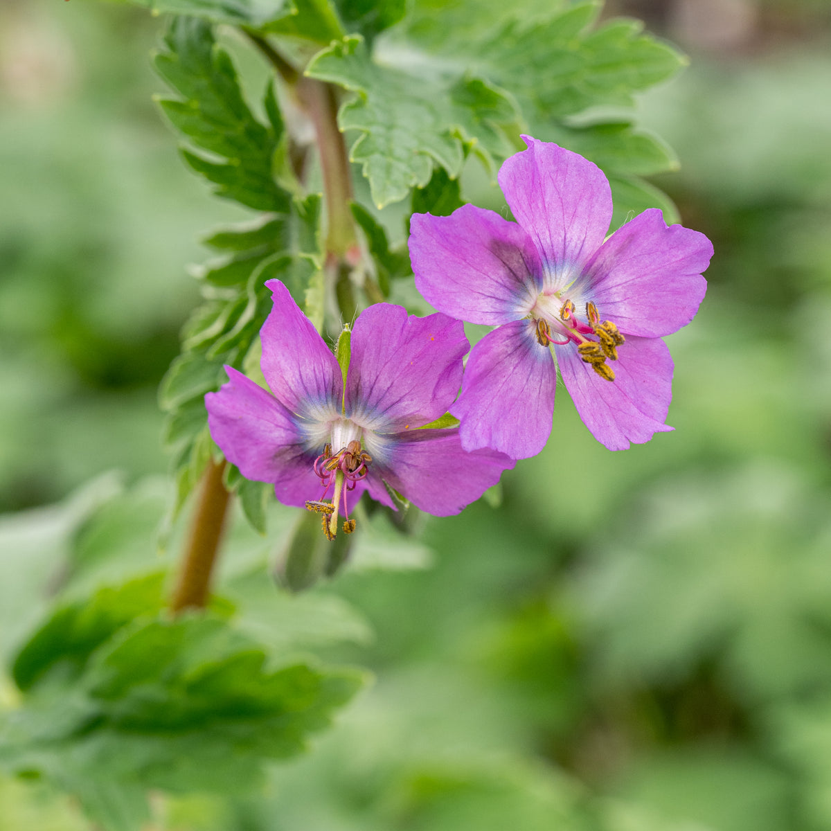 Geranium phaeum 'Alec's Pink' - Hardy's Cottage Garden Plants