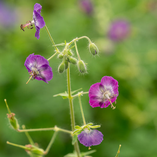 Geranium phaeum Lilac - Hardy's Cottage Garden Plants