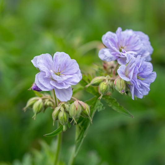 Geranium pratense 'Cloud Nine'PBR - Hardy's Cottage Garden Plants