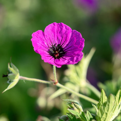 Geranium psilostemon - Hardy's Cottage Garden Plants
