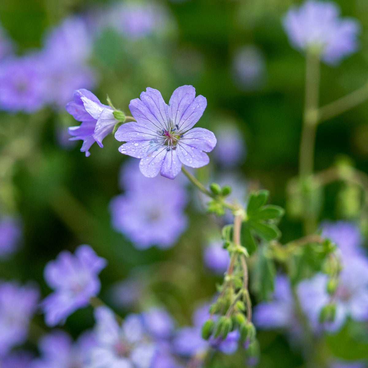Geranium pyrenaicum 'Isparta' - Hardy's Cottage Garden Plants