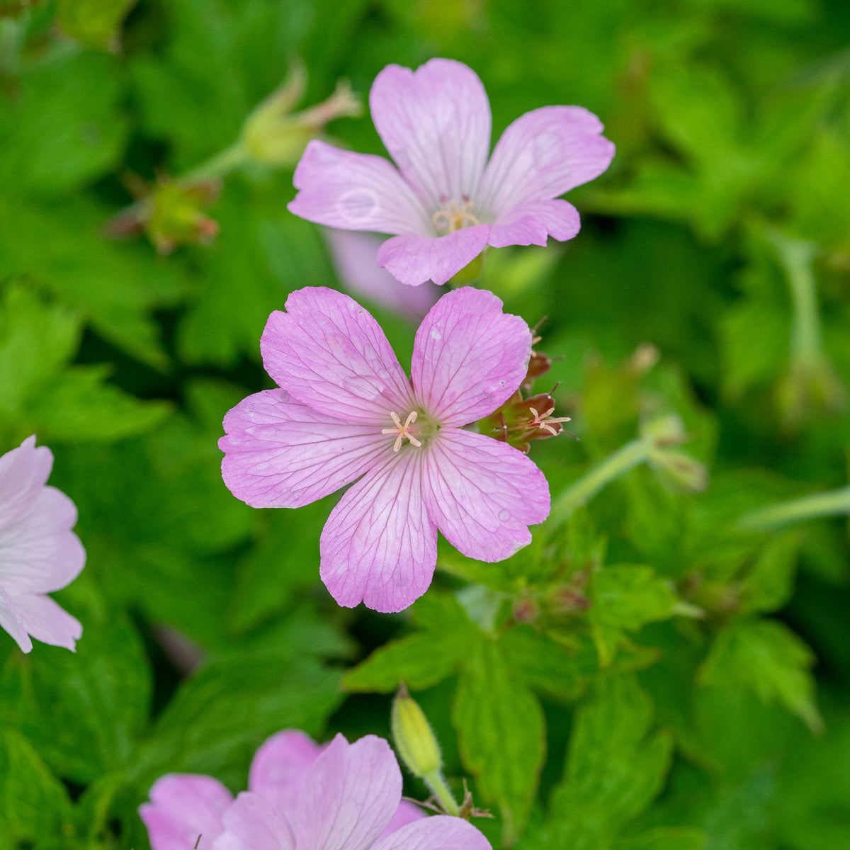 Geranium x oxonianum 'Rebecca Moss' - Hardy's Cottage Garden Plants